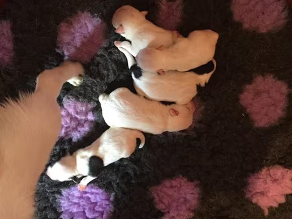 Pups van The Crazy Rabble