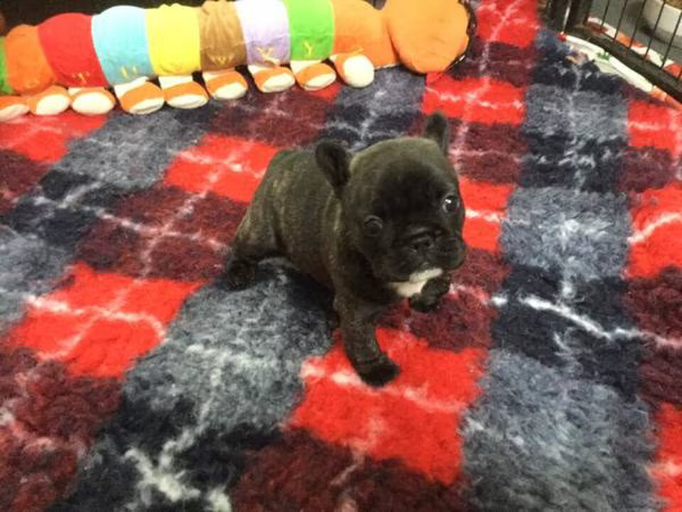 Pups van Jerfva de Fleur