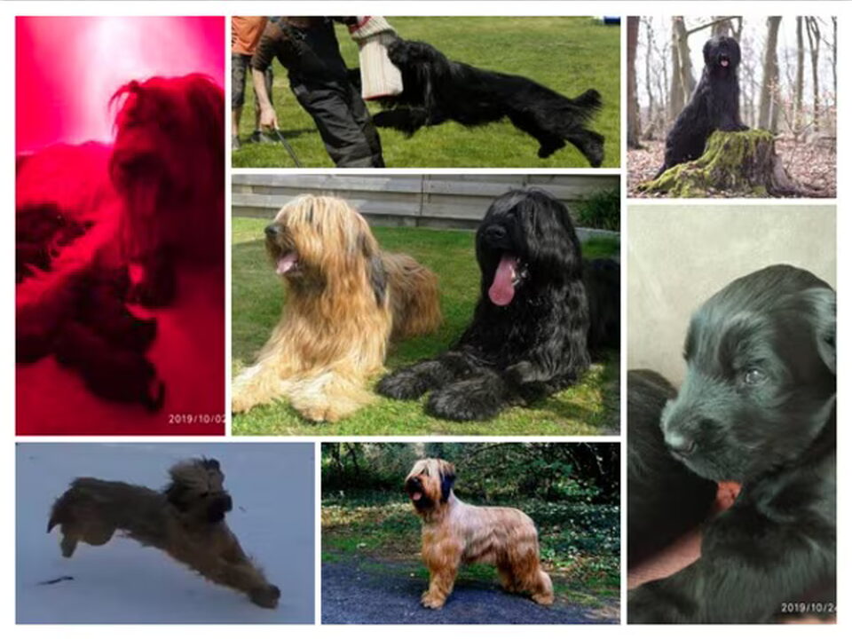 Pups van du Lion d'Orange