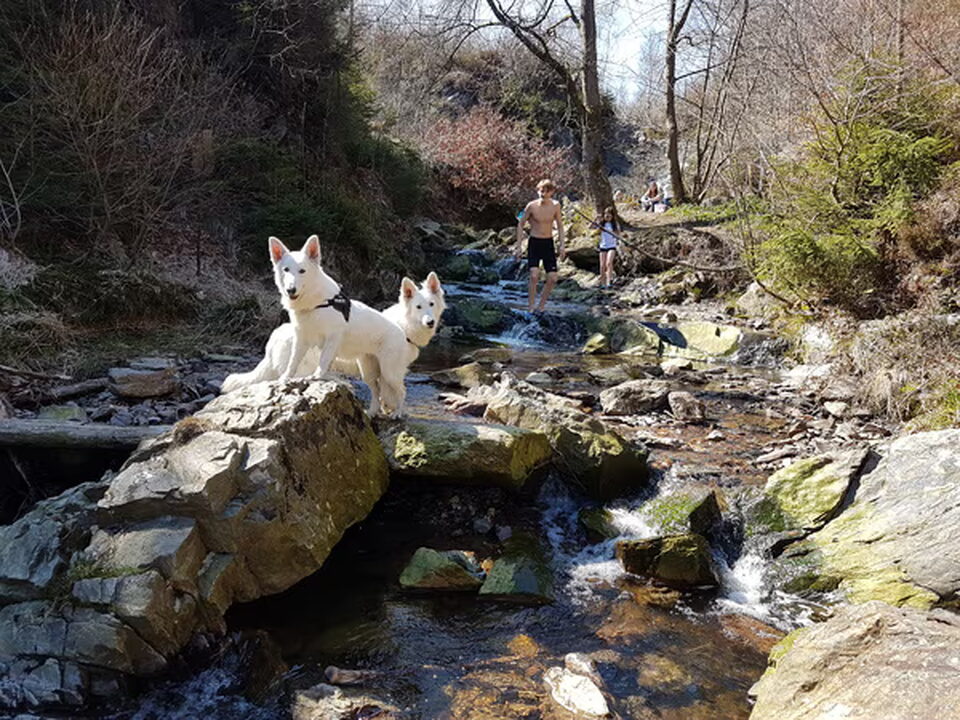 Foto van Zwitserse witte herder van het Svenhof