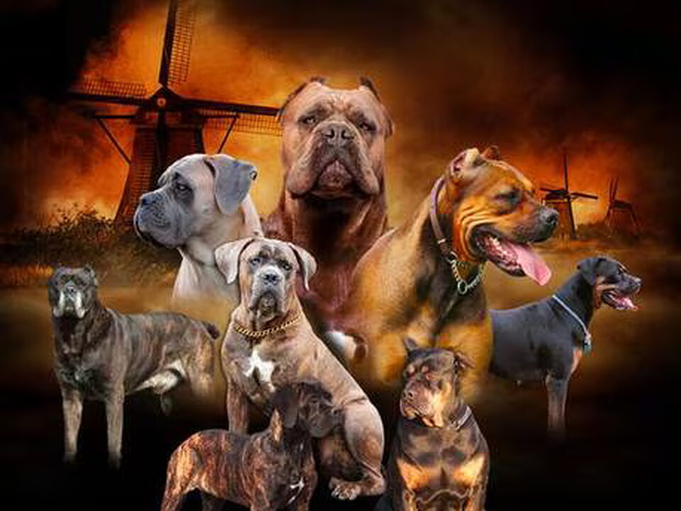 Pups van La Potenza E L' Amore