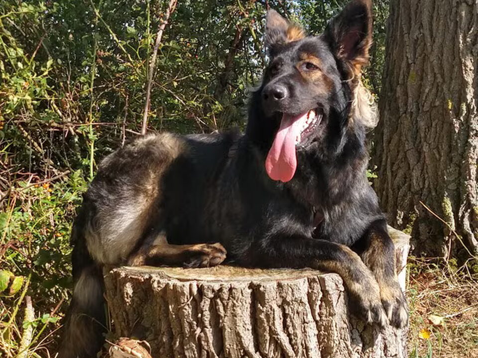 Foto van Altdeutsche Schäferhunde "van het hof Hestia"