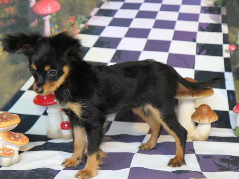 Pups van Russian Fairy Tale officieel erkend fokker RUSSIAN TOY