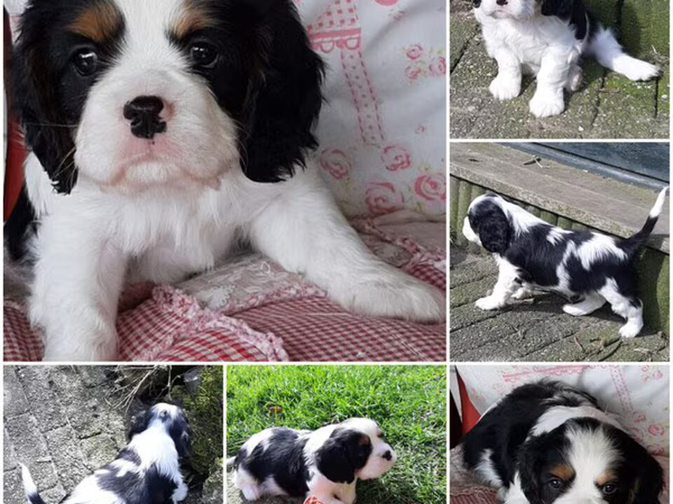 Pups van Nelly's Cavaliers