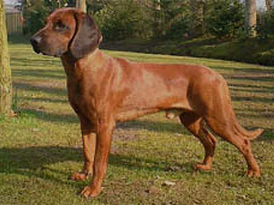 Bayerischer Gebirgsschweisshund