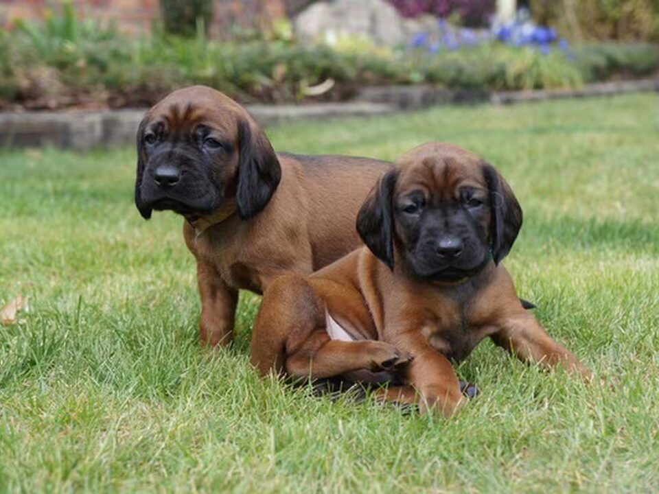 Pups van z Krainy Przodków FCI