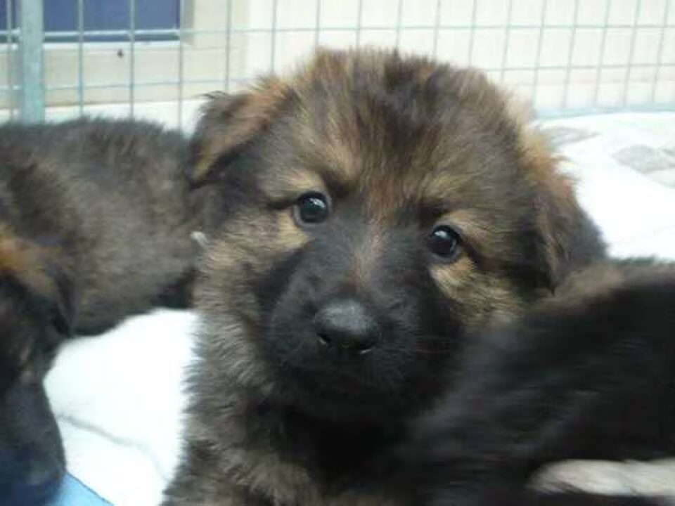 Pups van Ooghduyne Pietertjeshoeve