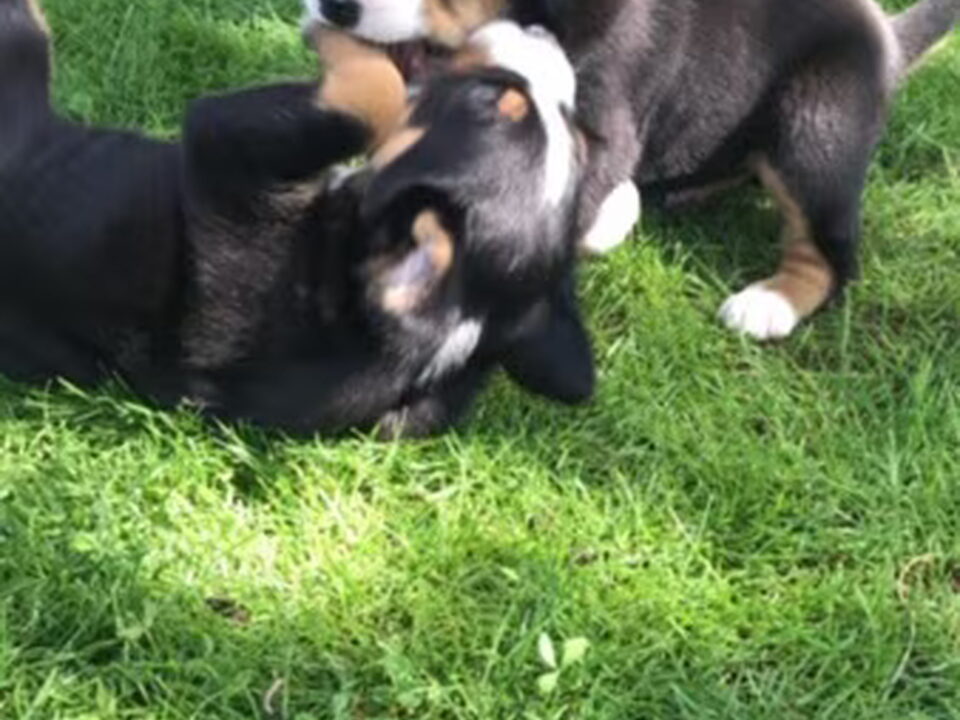 Pups van Jeroen Meijer