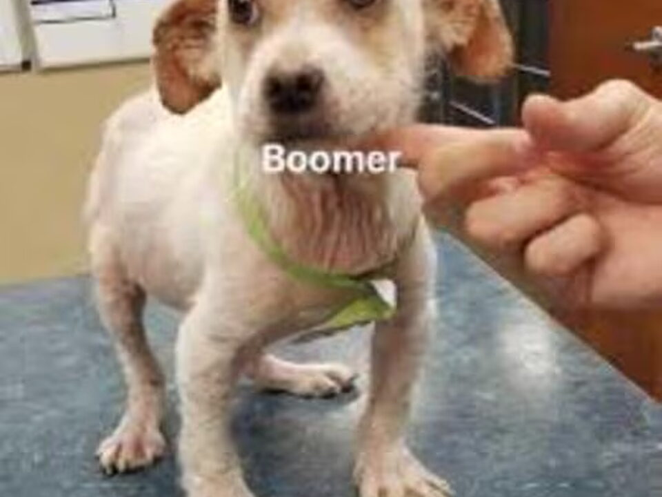 Foto van Fokker "de bolle Boomer"