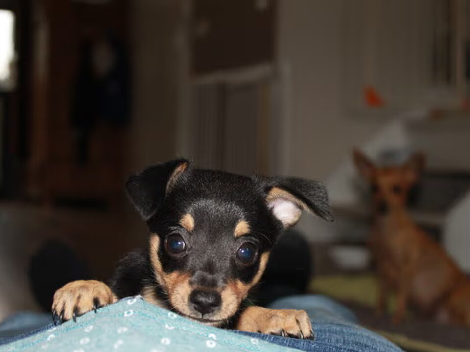 Foto van My First Littel Pearls