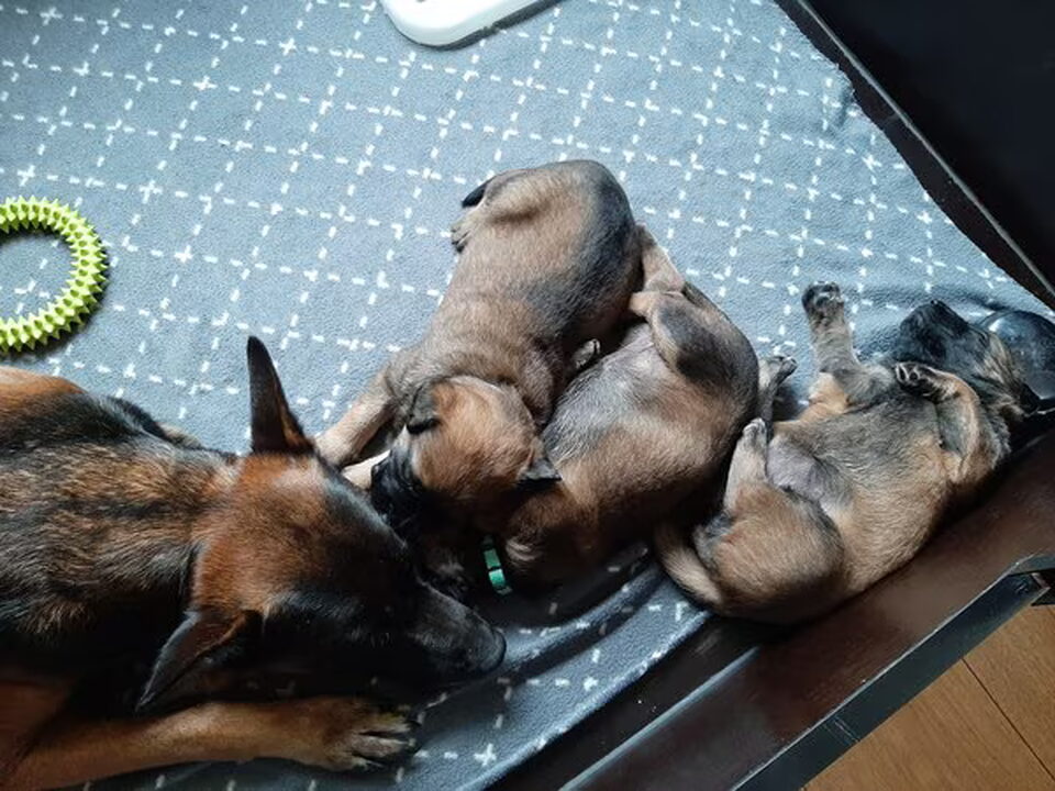 Pups van Miranda Lentjes