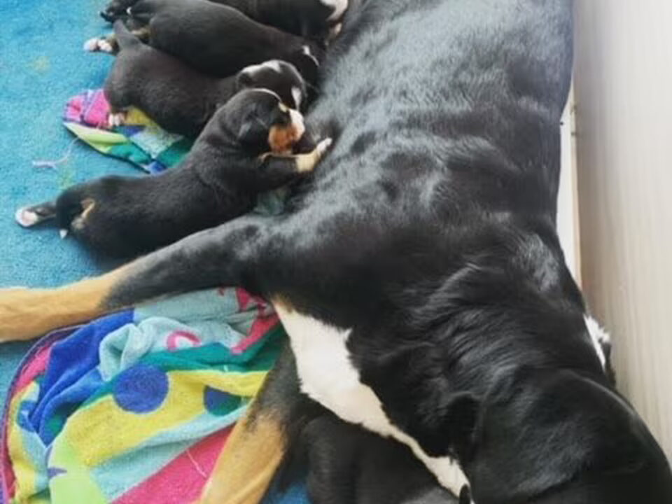 Pups van Joren Van Roey