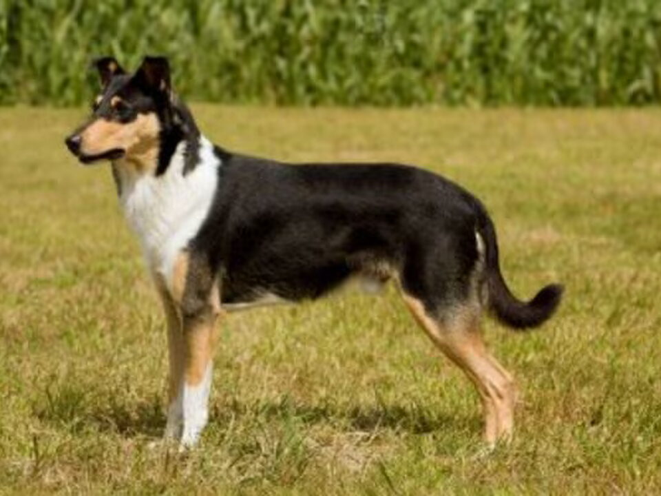 Pups van Henk en Jacqueline Smeijers