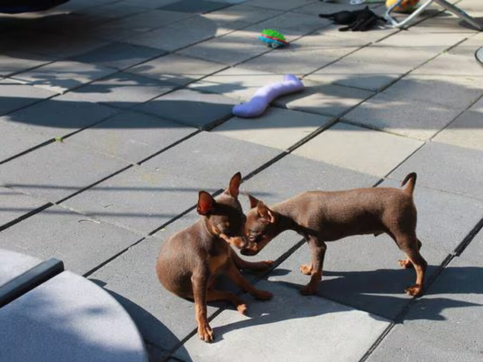 Pups van my-first-little-pearls