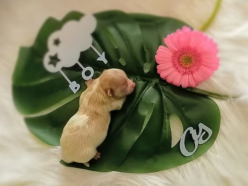 Foto van Caressa Home Colorful Yorkies
