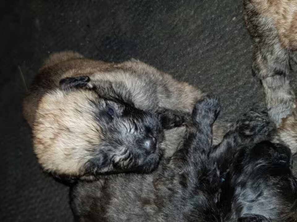 Pups van jipke