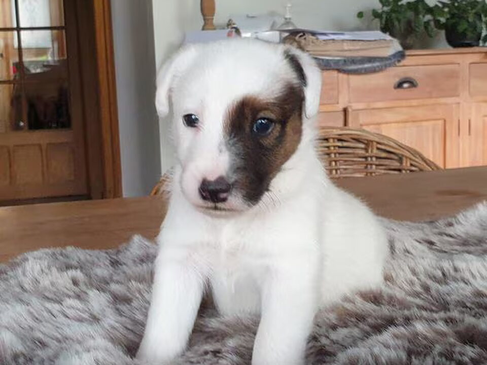 Pups van Fox Terriërs of Flanders Hills