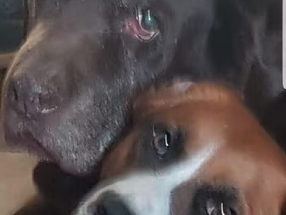 Foto van Oostenrijkse Pinscher kennel Van de Oale Groond