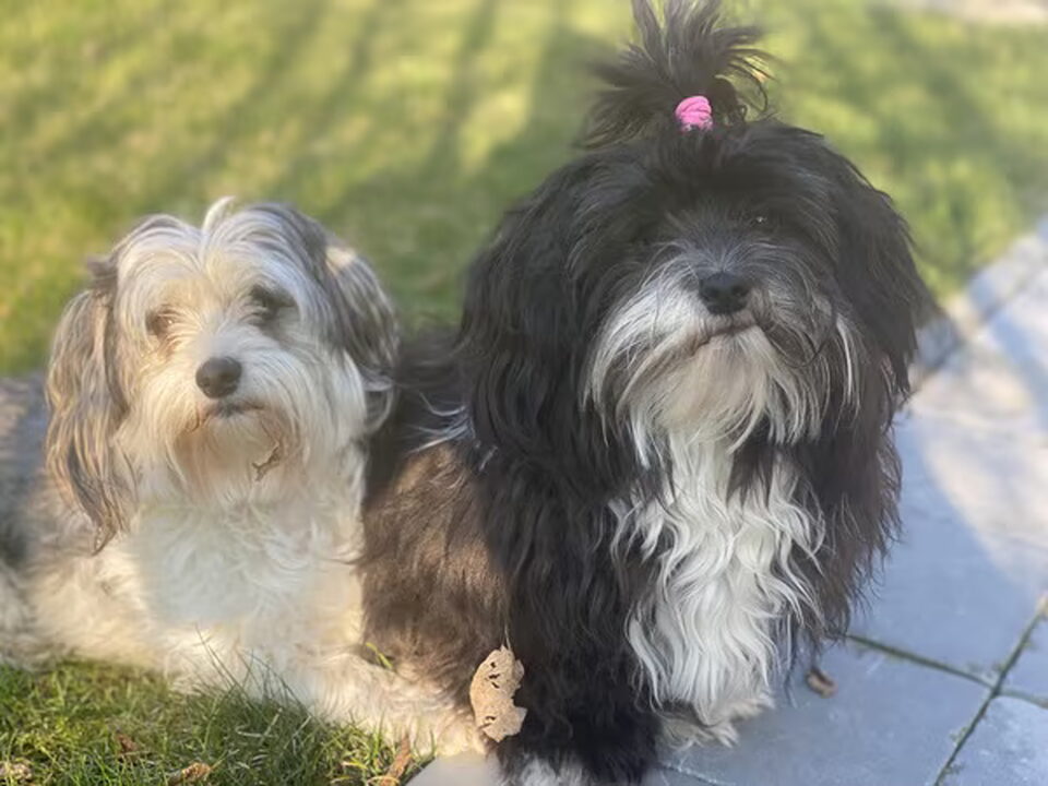 Pups van van Leeuwen