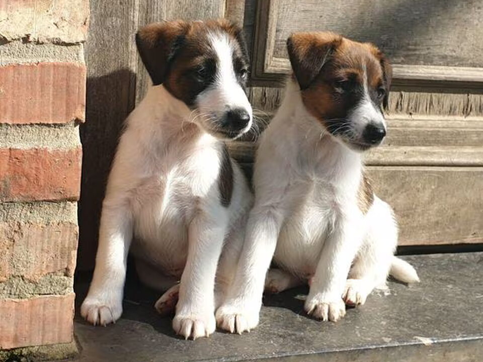 Pups van Fox Terriërs of Flanders Hills
