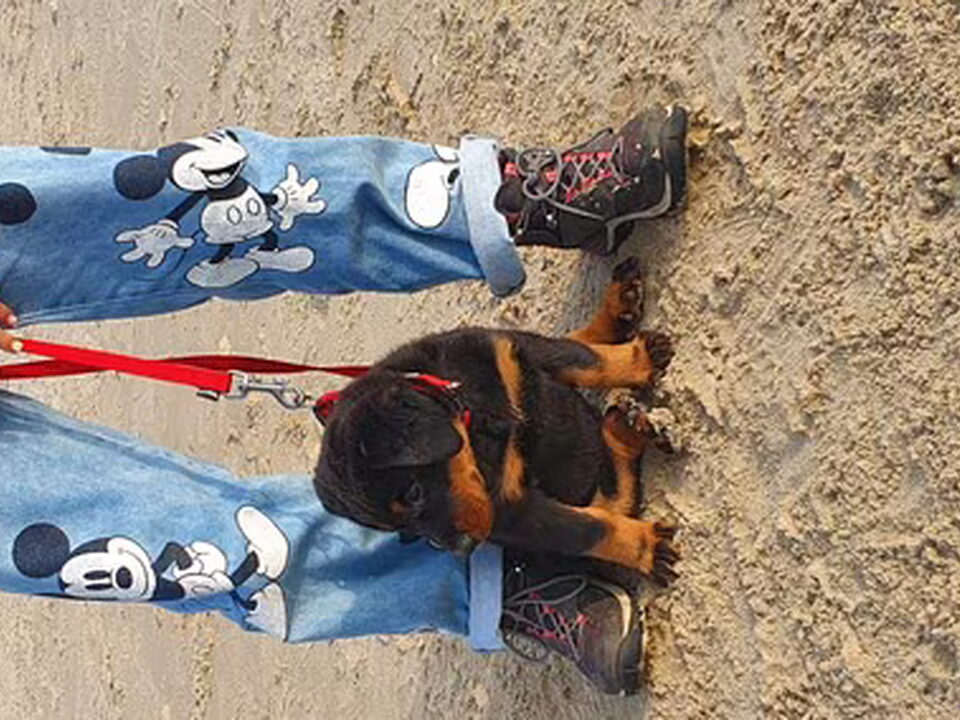 Pups van VAN NN STABLES