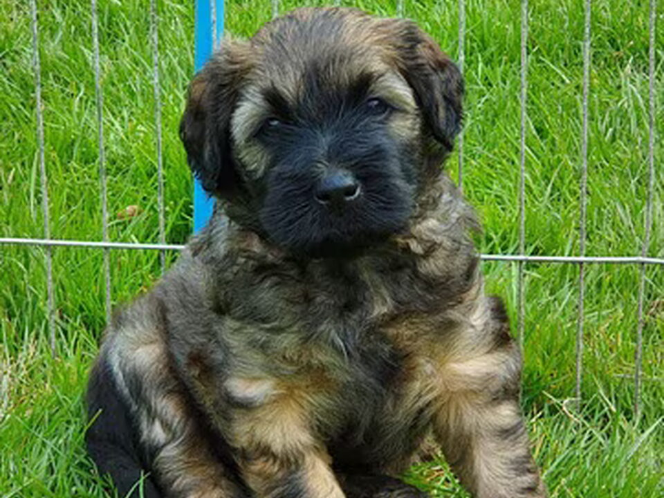 Pups van Kehr Fully Maid