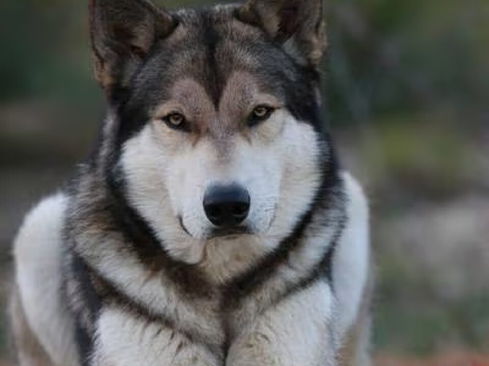 Pups van Vom Traum
