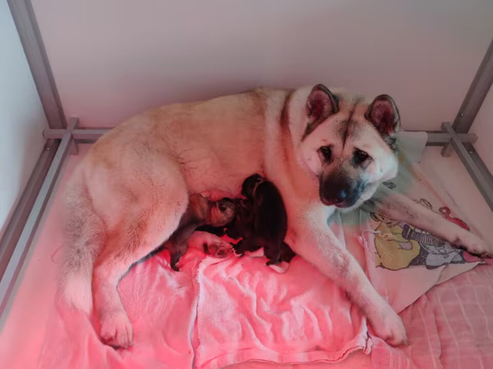 Pups van Tommy Boerjan