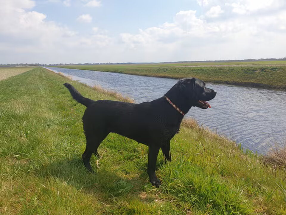 Foto van Jaydarose Labrador