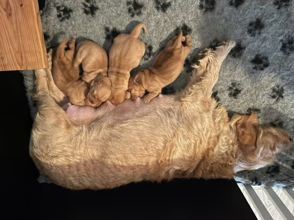 Pups van Basset Bijgaarden
