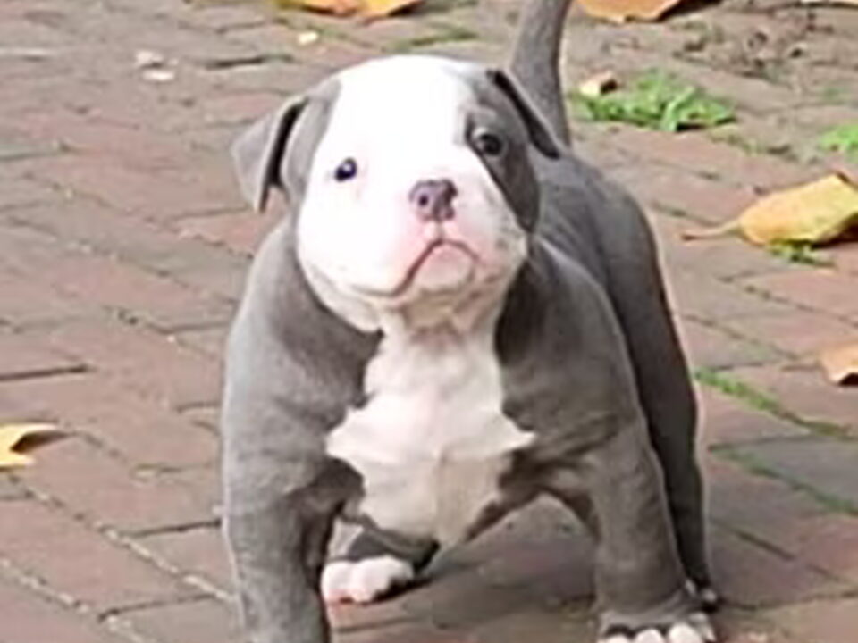Pups van American_Bully_Rotterdam