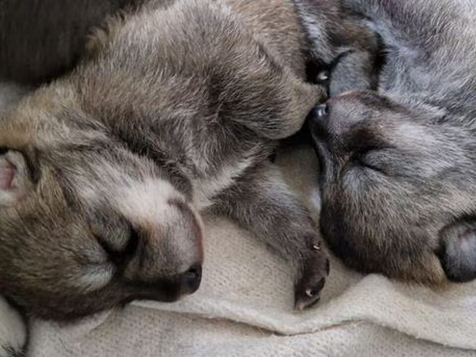 Pups van v.d. Kilstroom