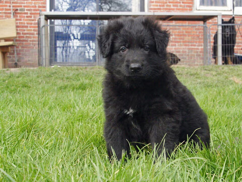 Pups van Vanthogeland