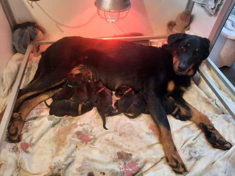 Pups van VAN NN STABLES