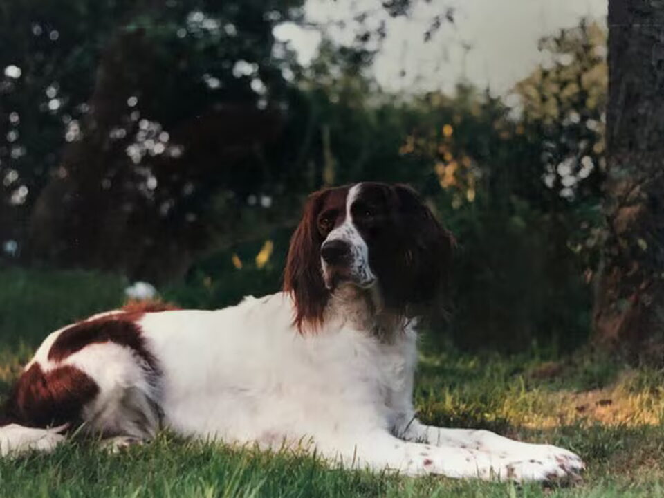 Foto van Epagneul Francais kennel Nijegaster Greiden