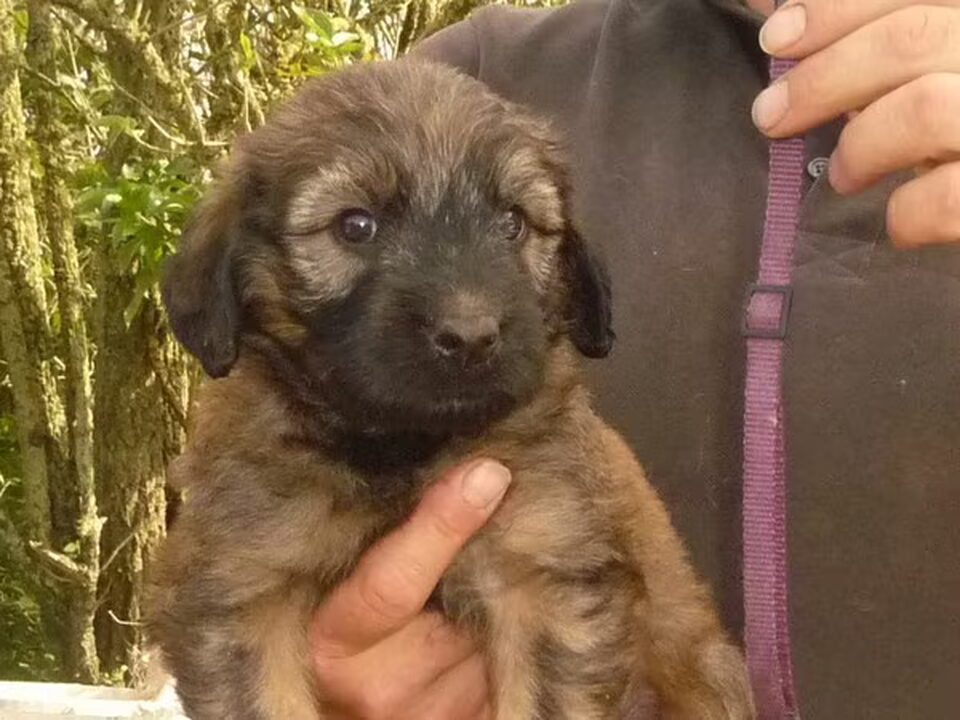Pups van Merza