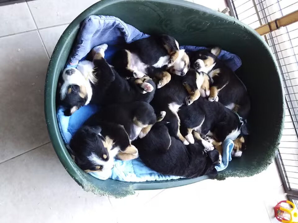 Pups van van Kijero