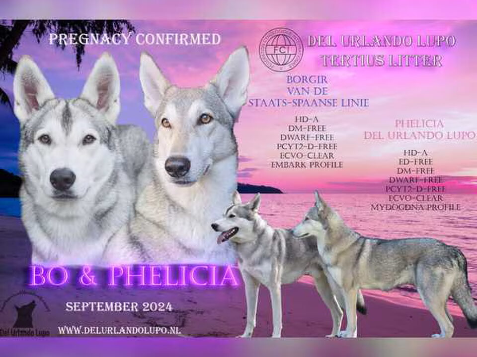 Pups van Del Urlando Lupo