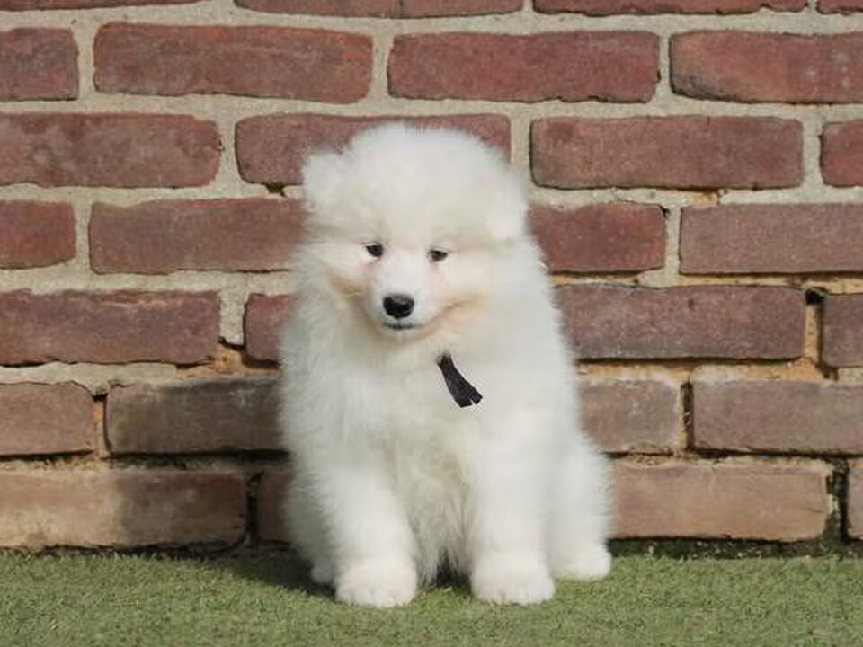Pups van Huis te Woude
