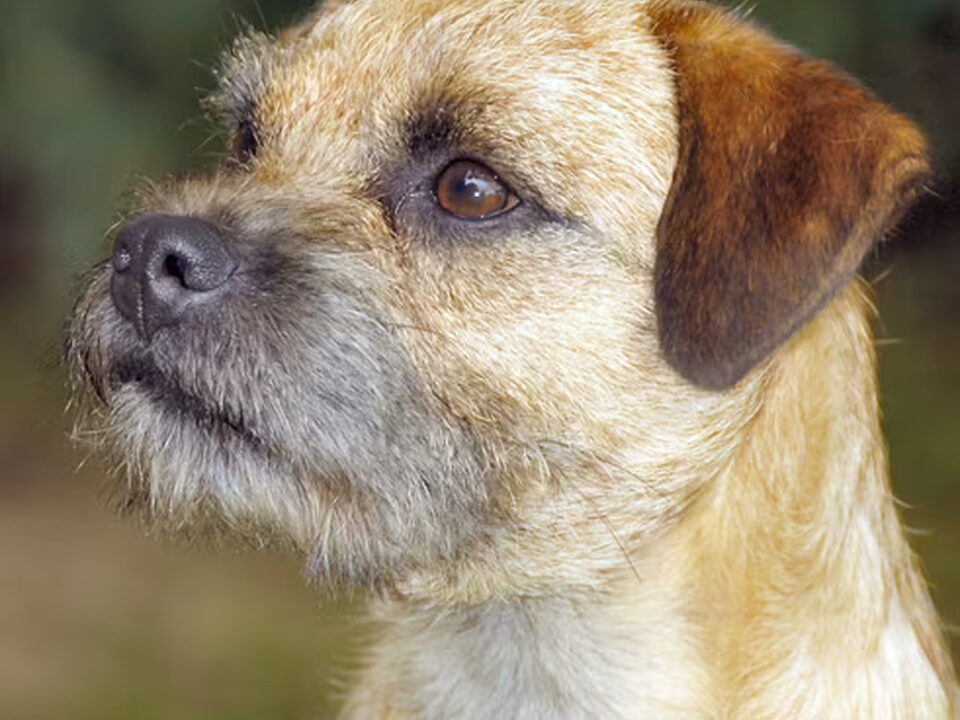 Border Terrier