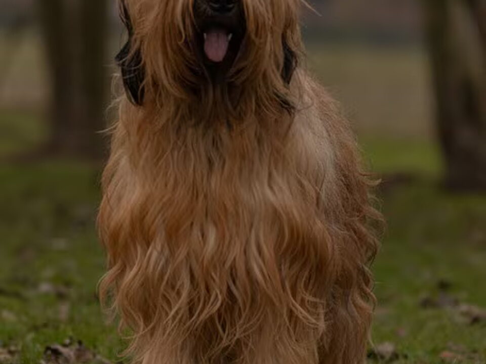 Pups van Emerge de L'Amour