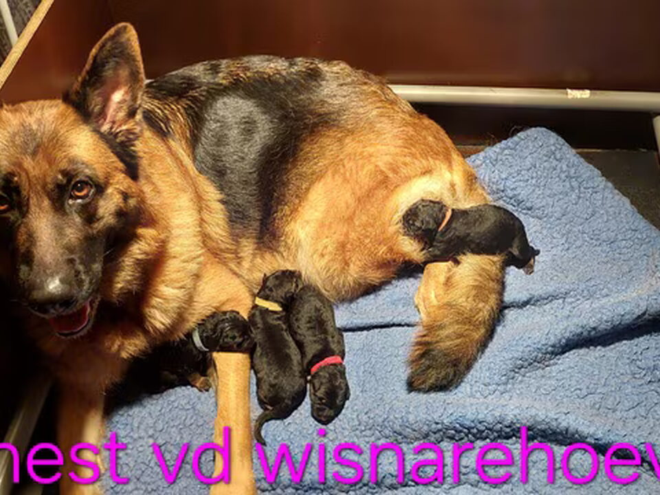 Pups van van de Wisnarehoeve