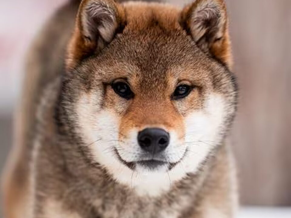 Foto van American Triumph Shiba Inu Belgie