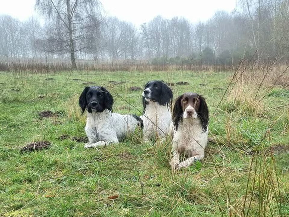 Foto van Kennel v Phenrola