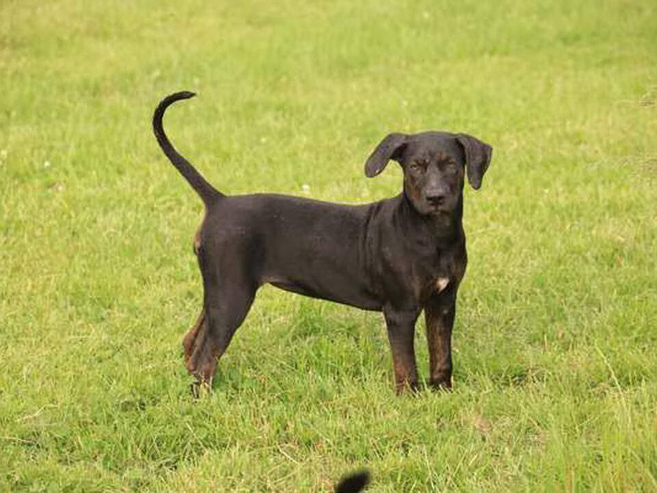 Pups van Joker N Catahoulas