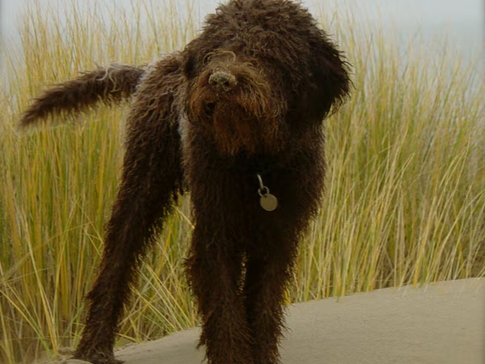 Lagotto Romagnolo