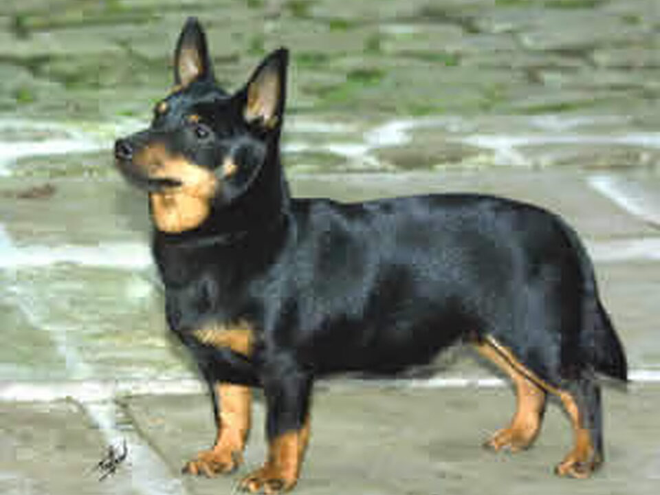 Lancashire Heeler